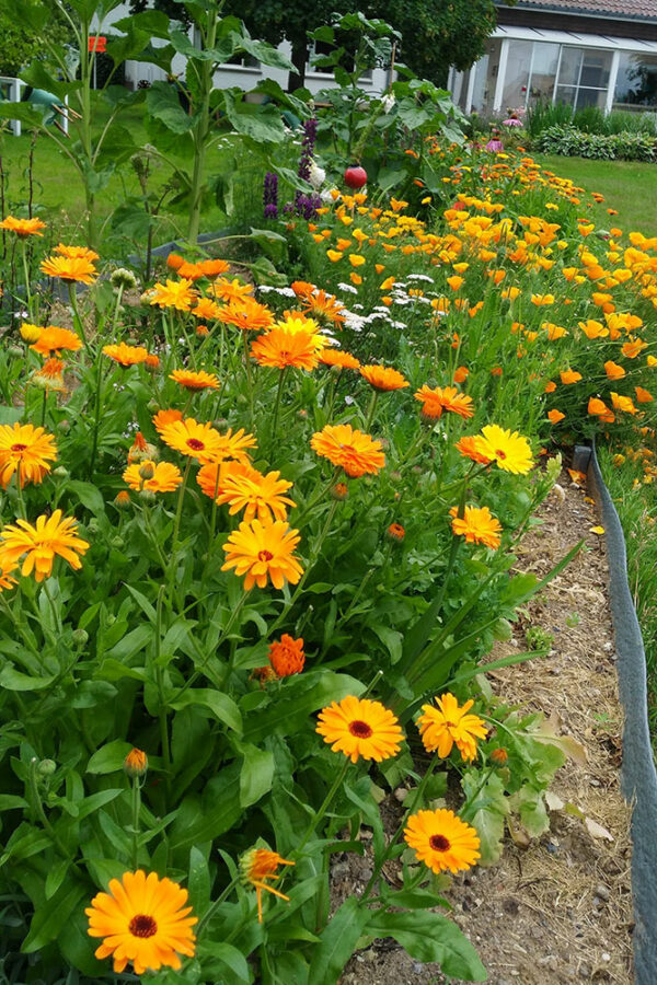 Escholzia Californica en Goudsbloemen